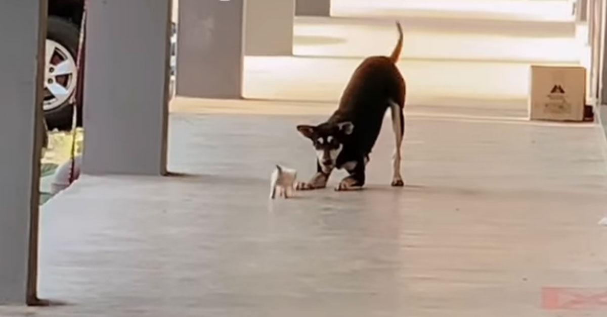 A description of the image