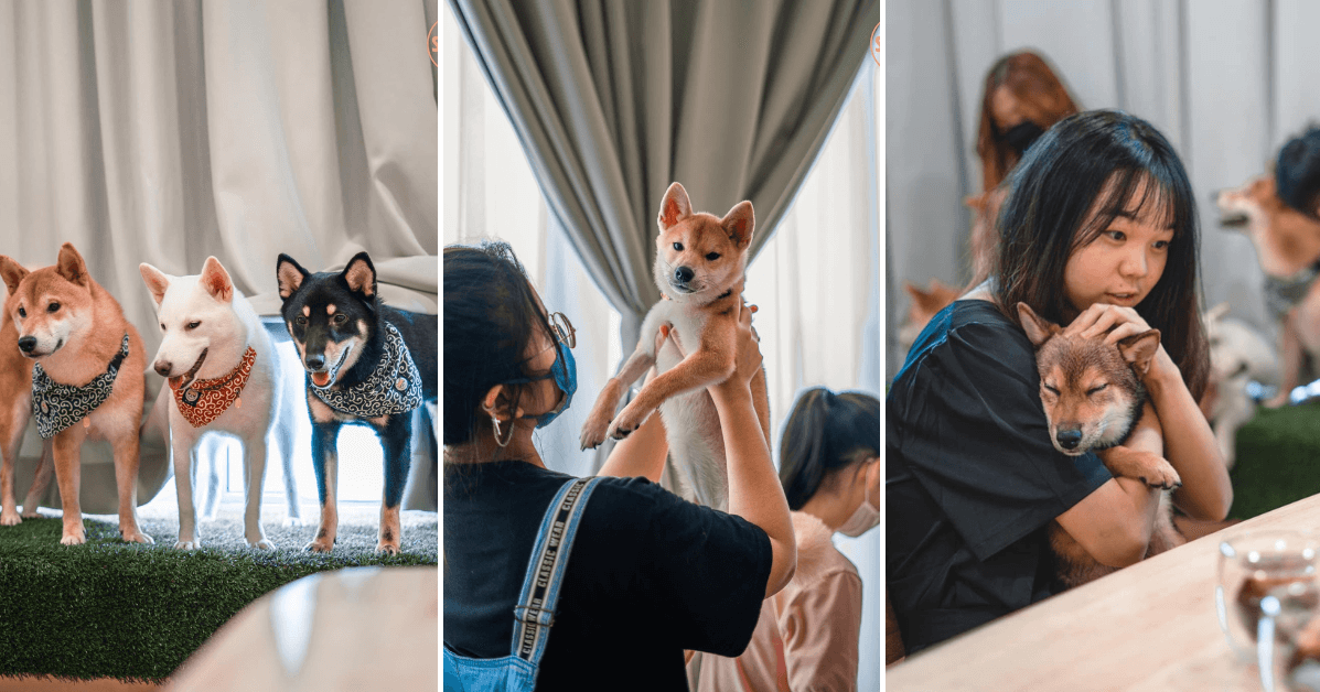 A description of the image