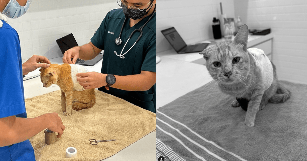 A description of the image