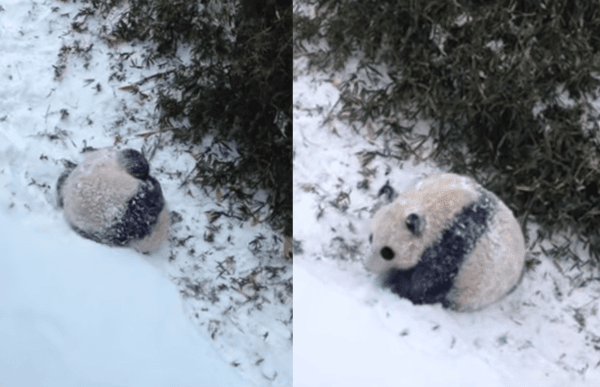 A description of the image