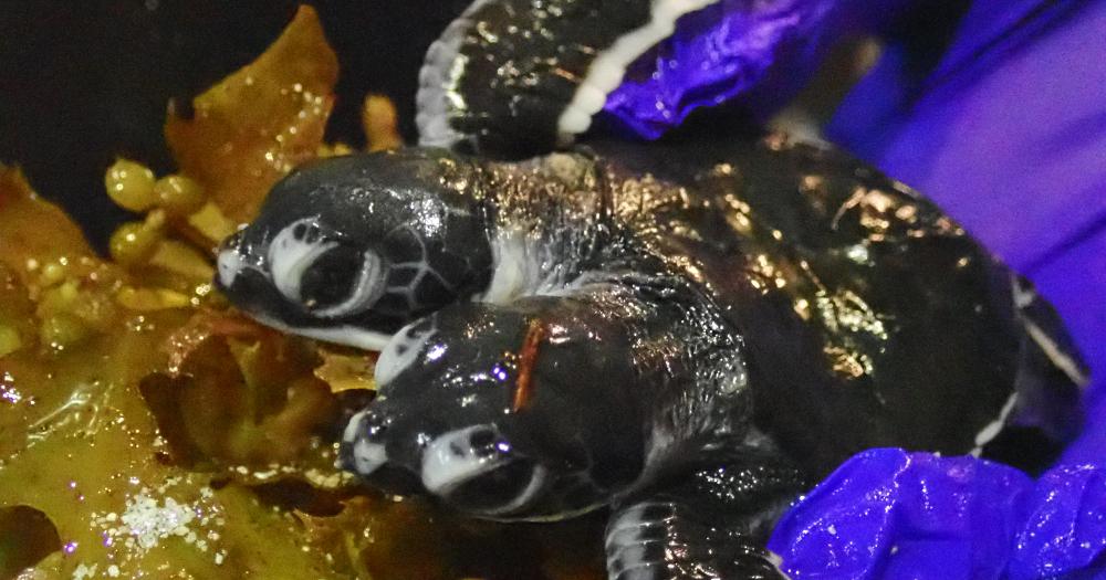 A description of the image