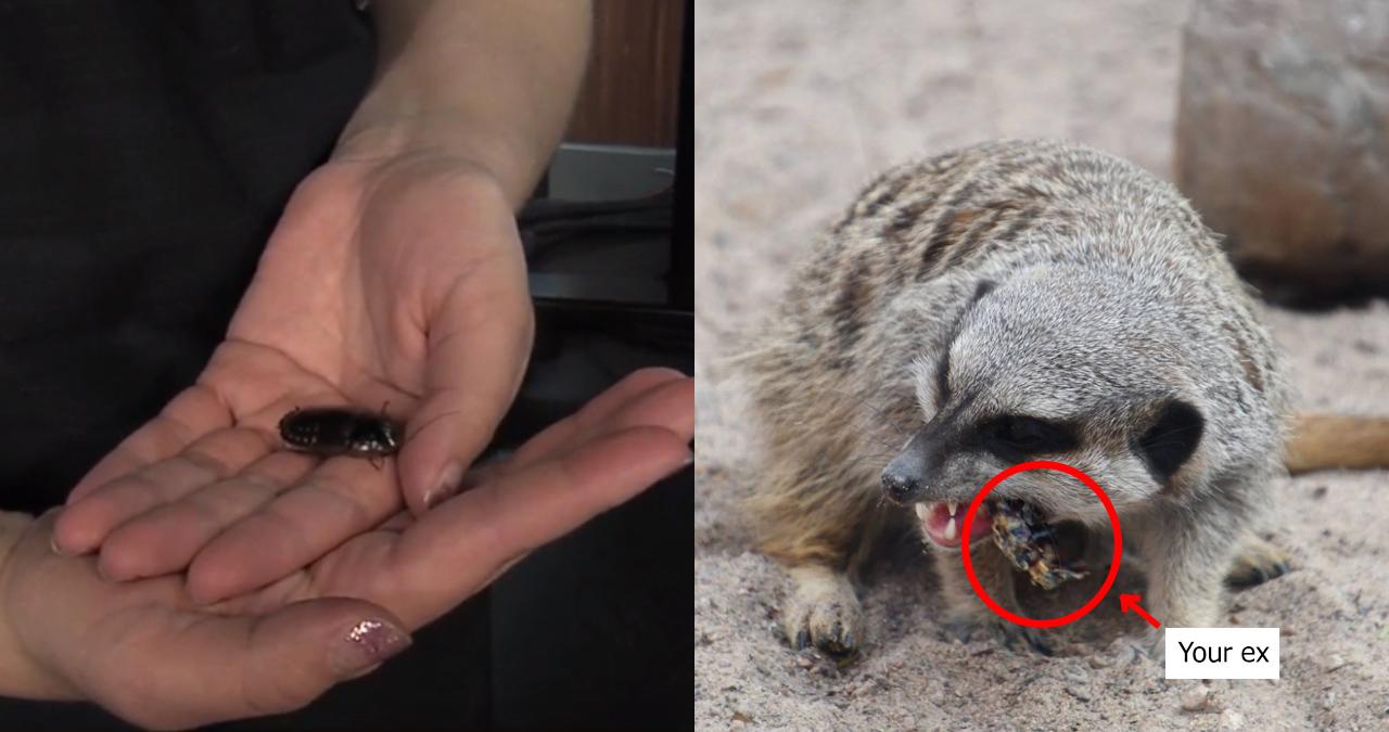 A description of the image