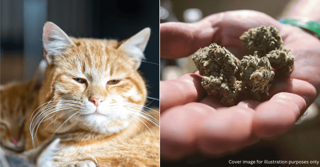 A description of the image