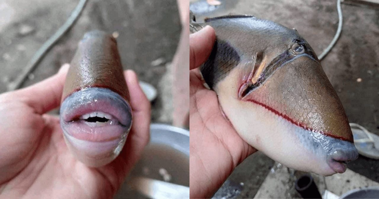 A description of the image