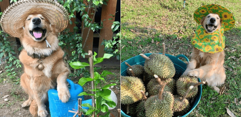 A description of the image