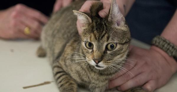 A description of the image