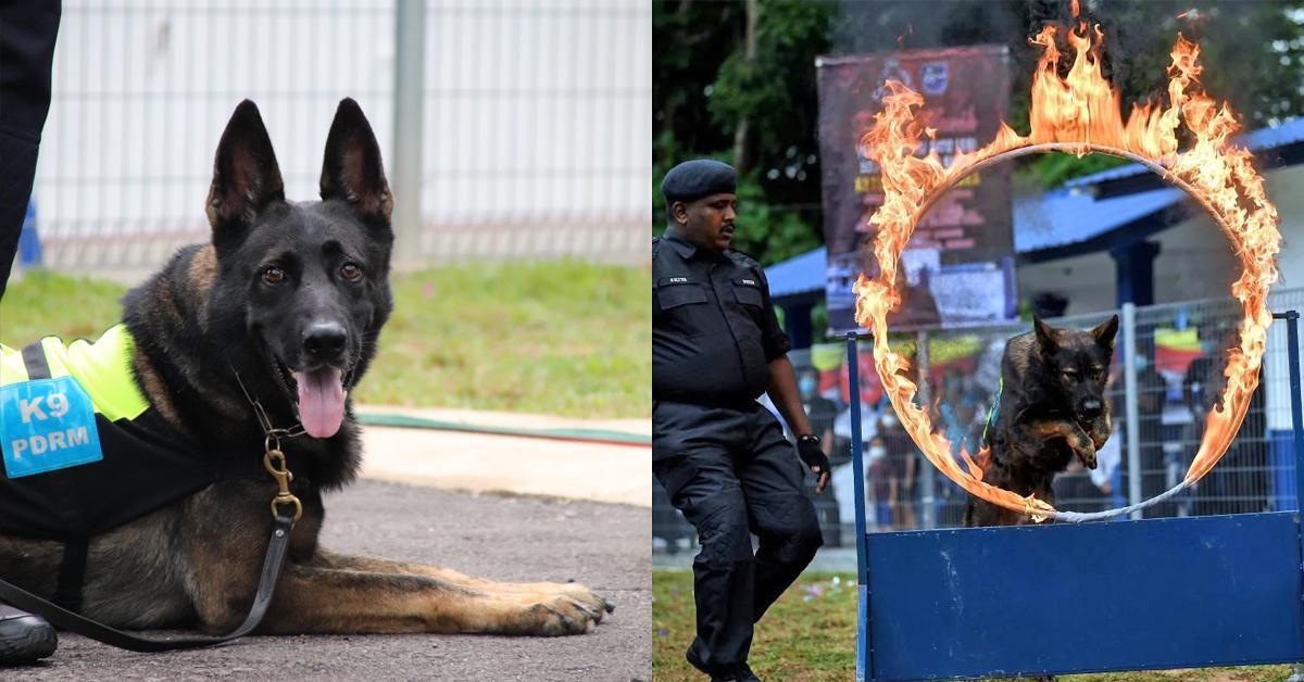 A description of the image