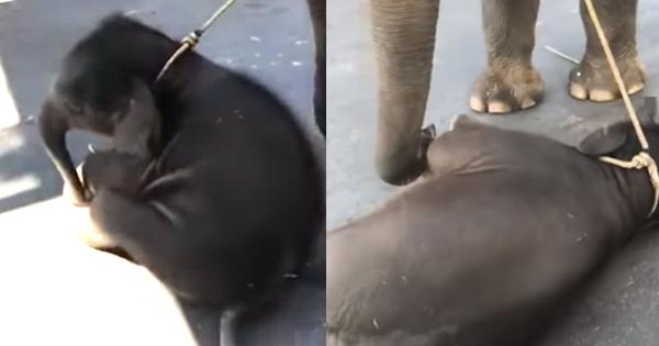 A description of the image