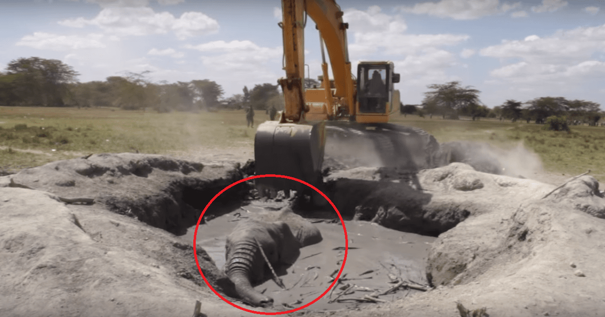 A description of the image