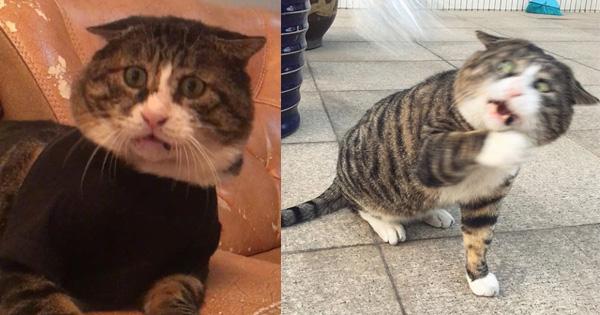 A description of the image