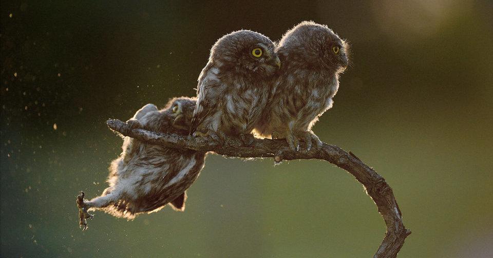 A description of the image