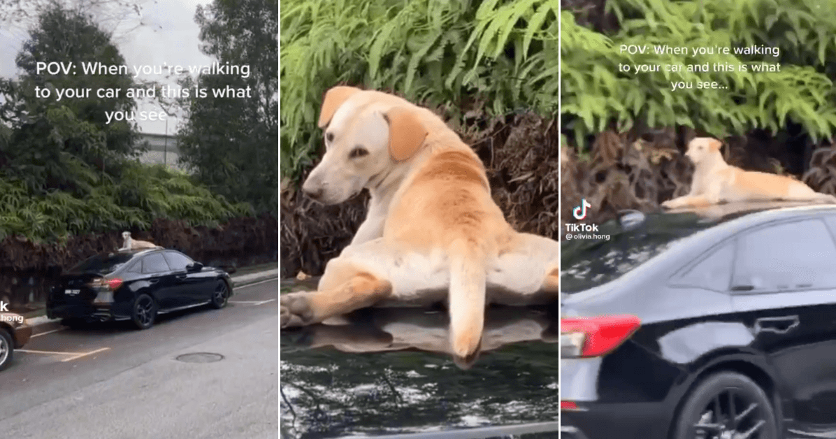 A description of the image