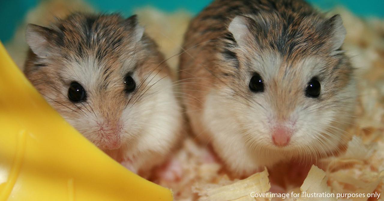 A description of the image