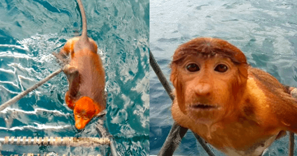 A description of the image