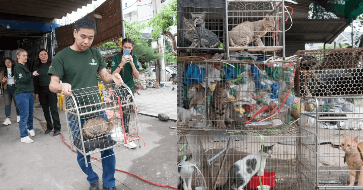 A description of the image