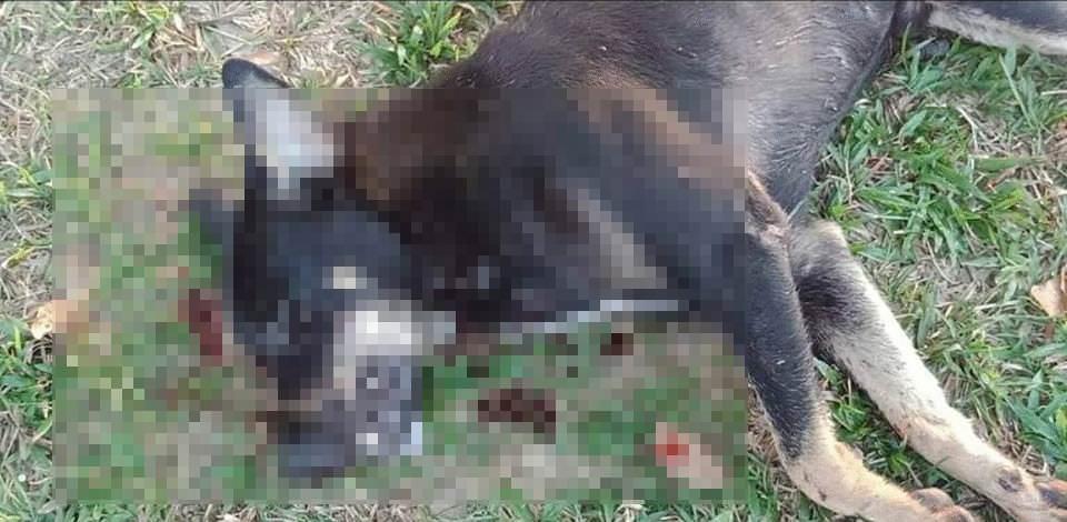 A description of the image