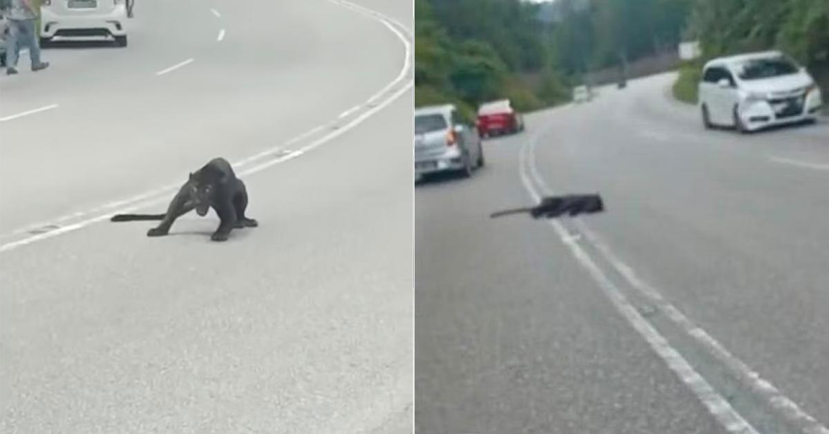 A description of the image