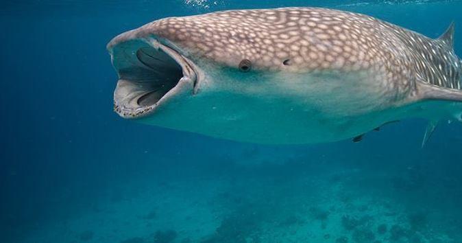 A description of the image