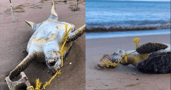 A description of the image