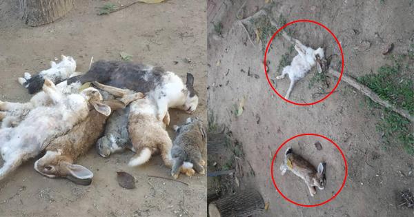 A description of the image