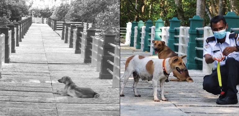 A description of the image