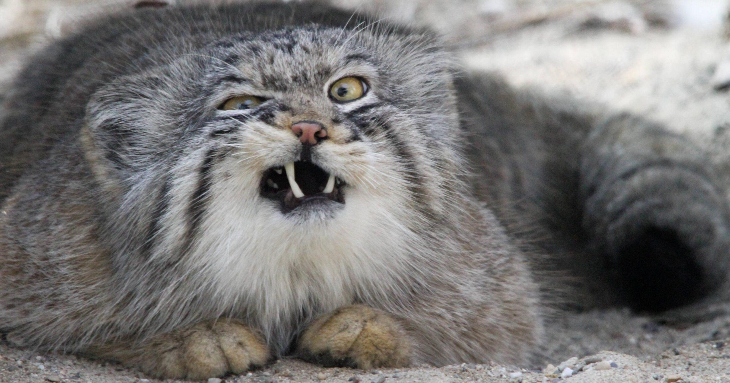 A description of the image