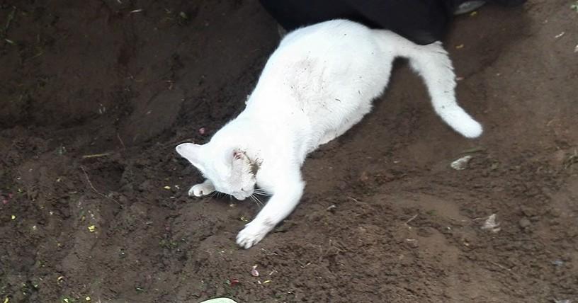 A description of the image