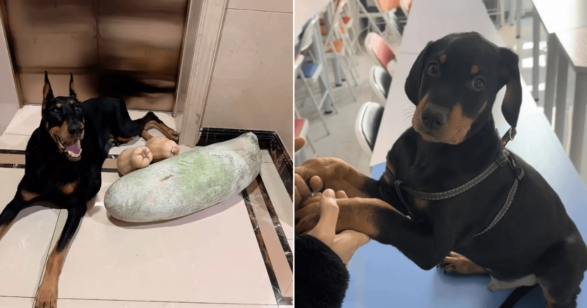 A description of the image