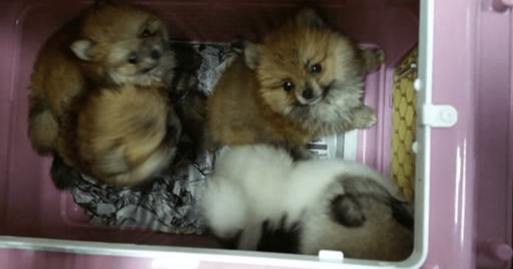 A description of the image