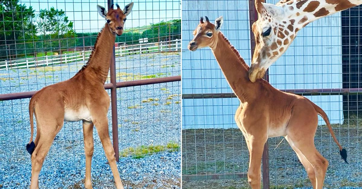 A description of the image