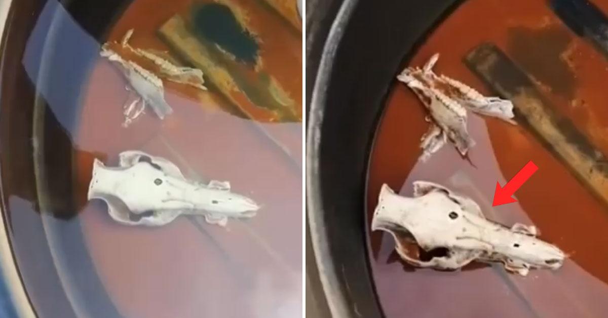 A description of the image