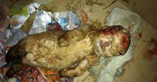 A description of the image