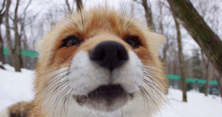 A description of the image