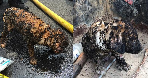 A description of the image