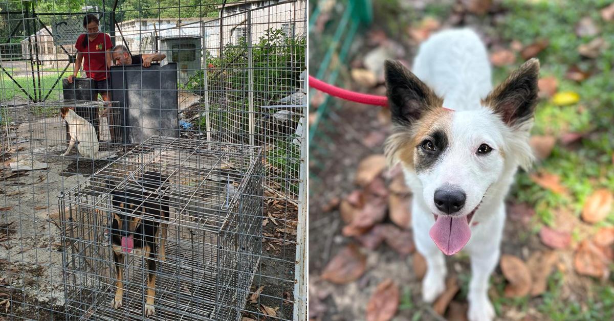 A description of the image