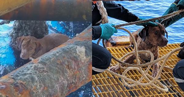 A description of the image