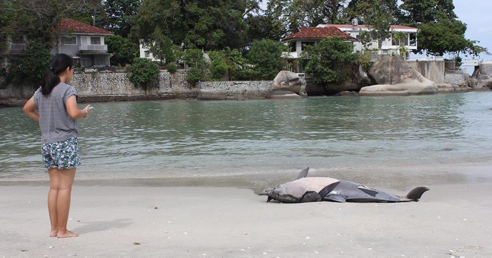 A description of the image