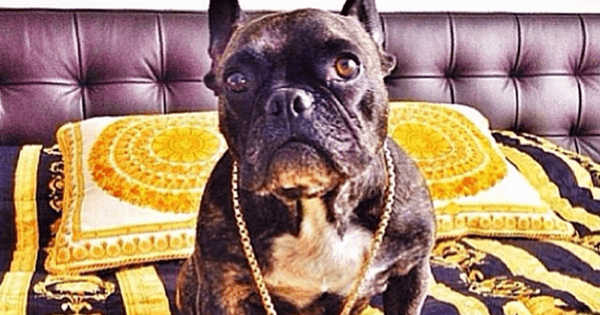 A description of the image