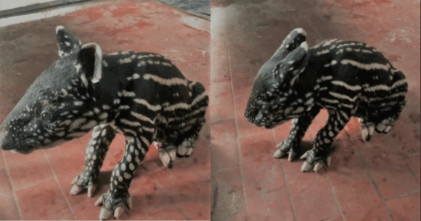 A description of the image