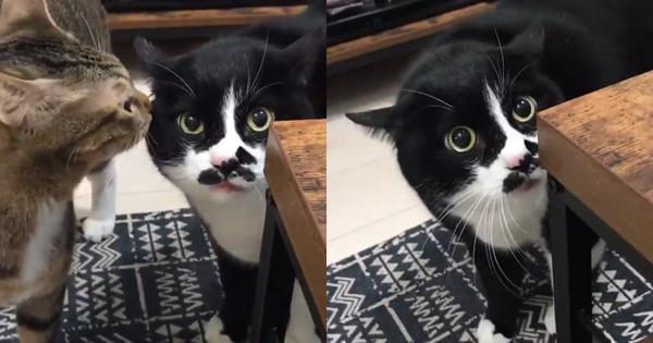 A description of the image