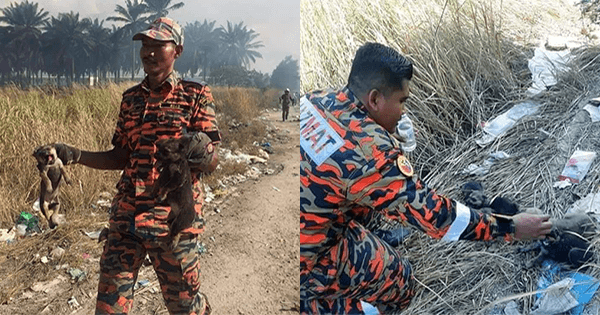 A description of the image