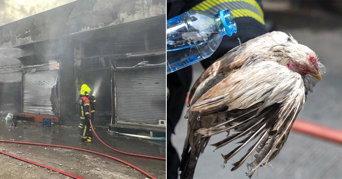 A description of the image