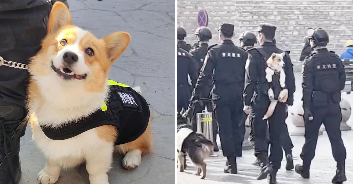 A description of the image