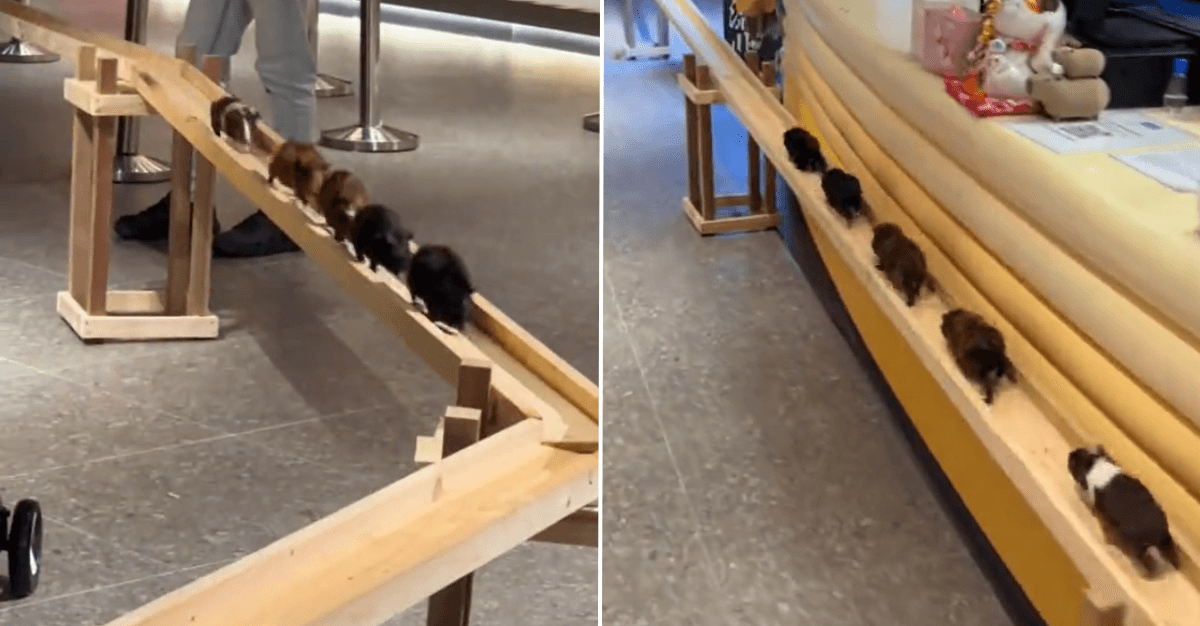 A description of the image