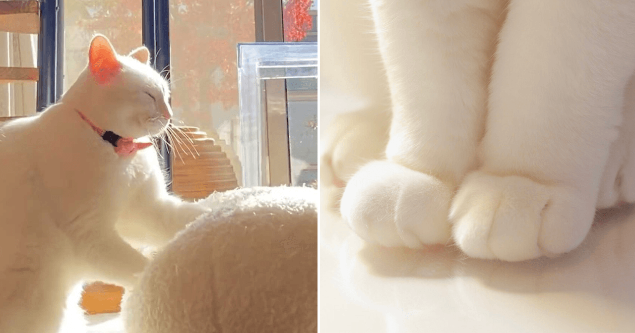 A description of the image