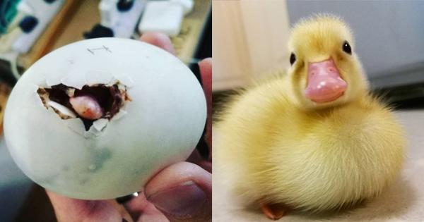 A description of the image