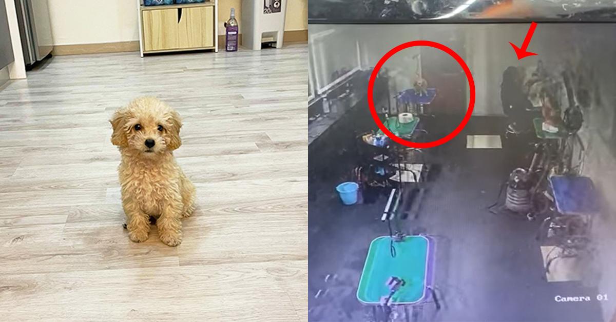 A description of the image