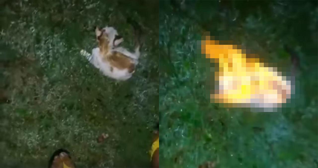 A description of the image