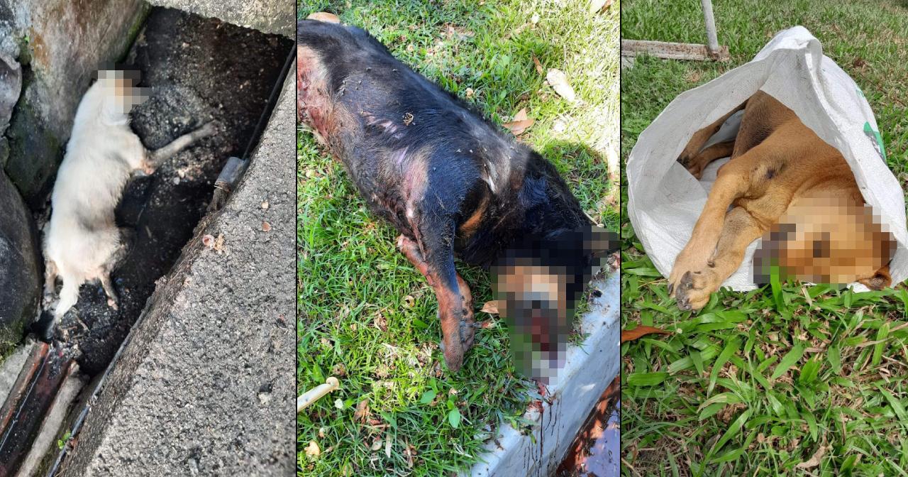 A description of the image