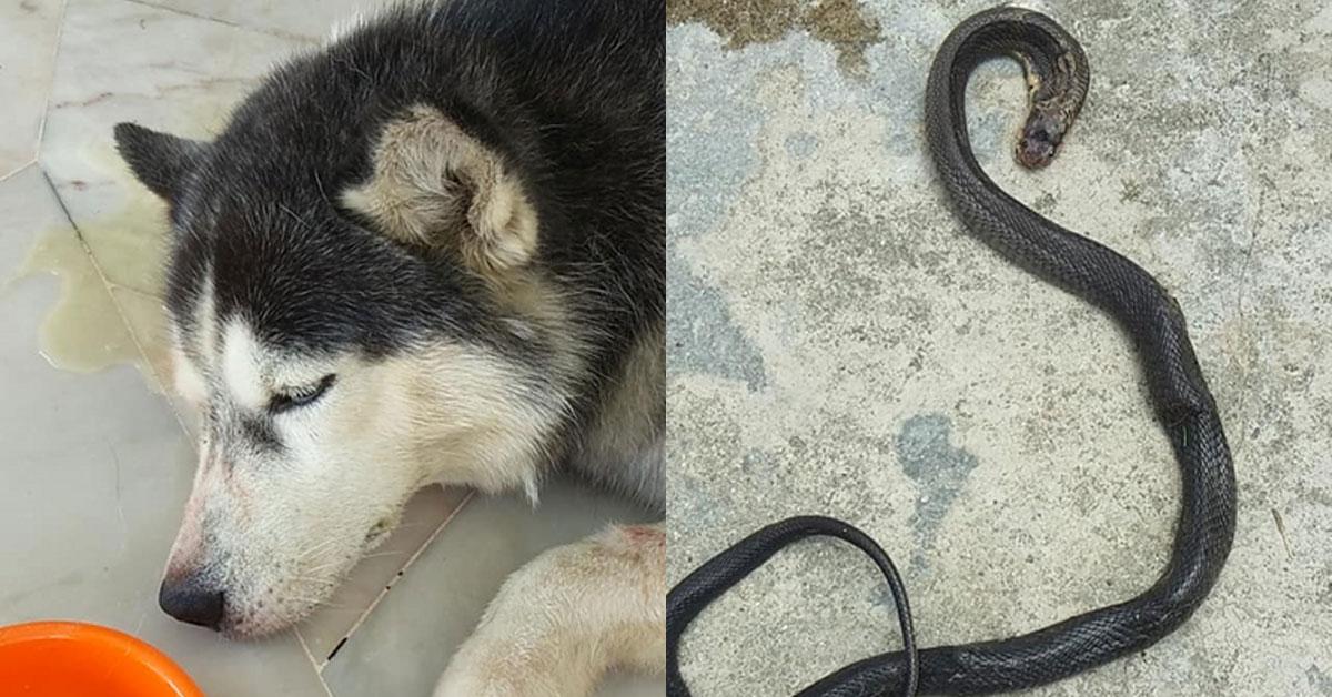 A description of the image